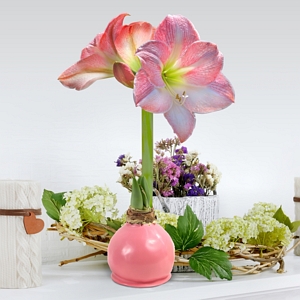 Amaryllis Apple Blossom Wax Dipped Bulb Spring Pink